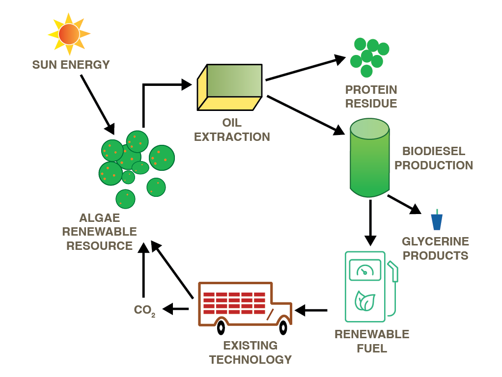 Biomass (Algae cultivation)