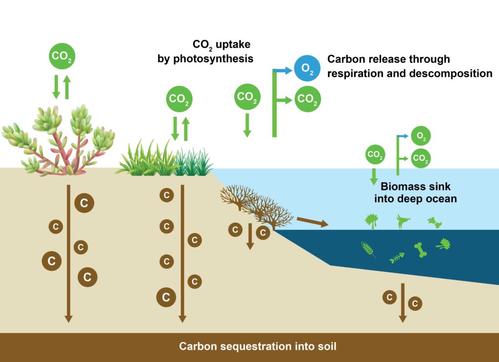 Blue Carbon & Natural based Solutions